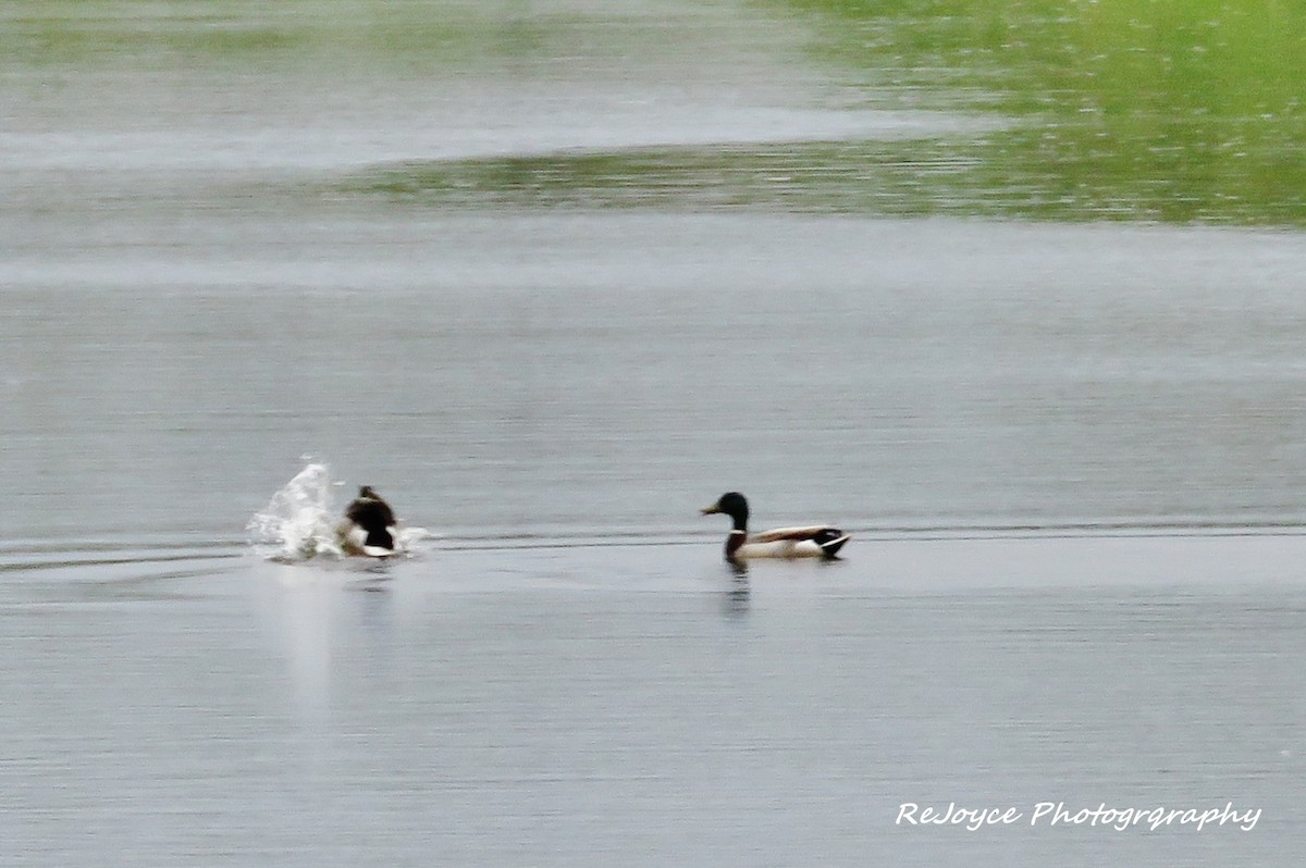 Mallard - ML57547911