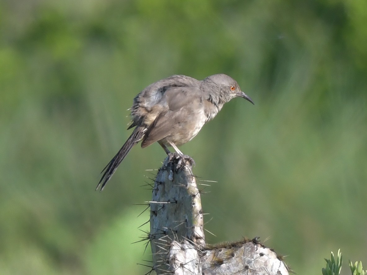 Curve-billed Thrasher - ML575479701