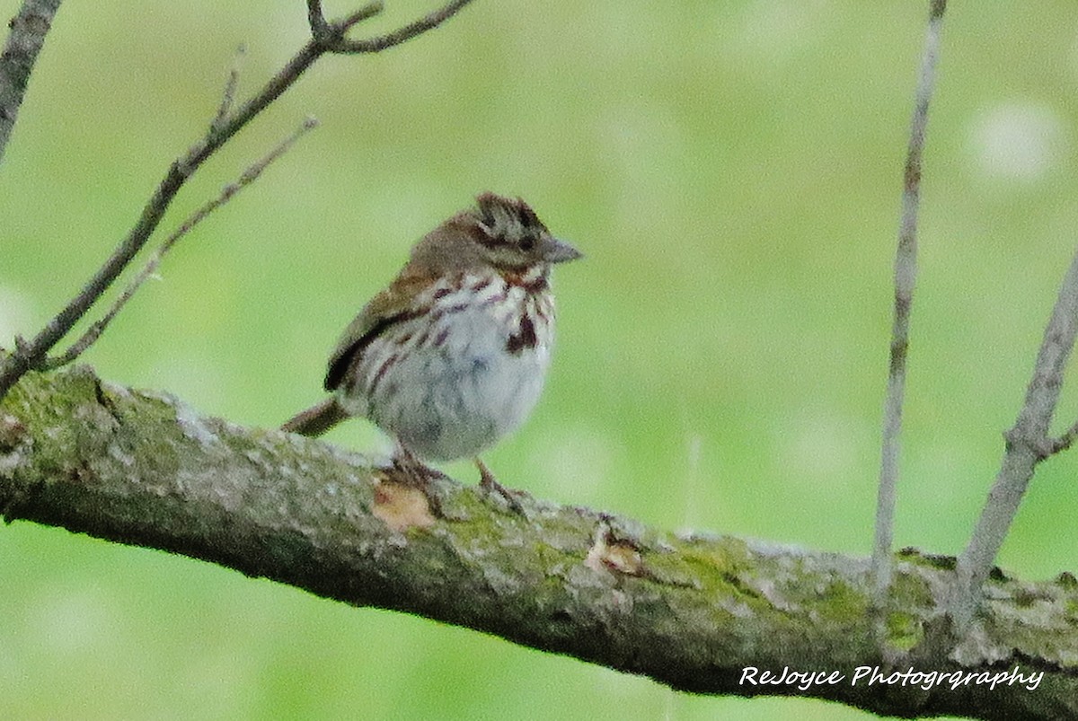 Song Sparrow - ML57547981