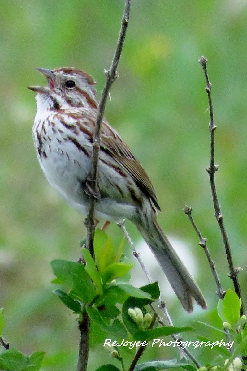 Song Sparrow - ML57547991