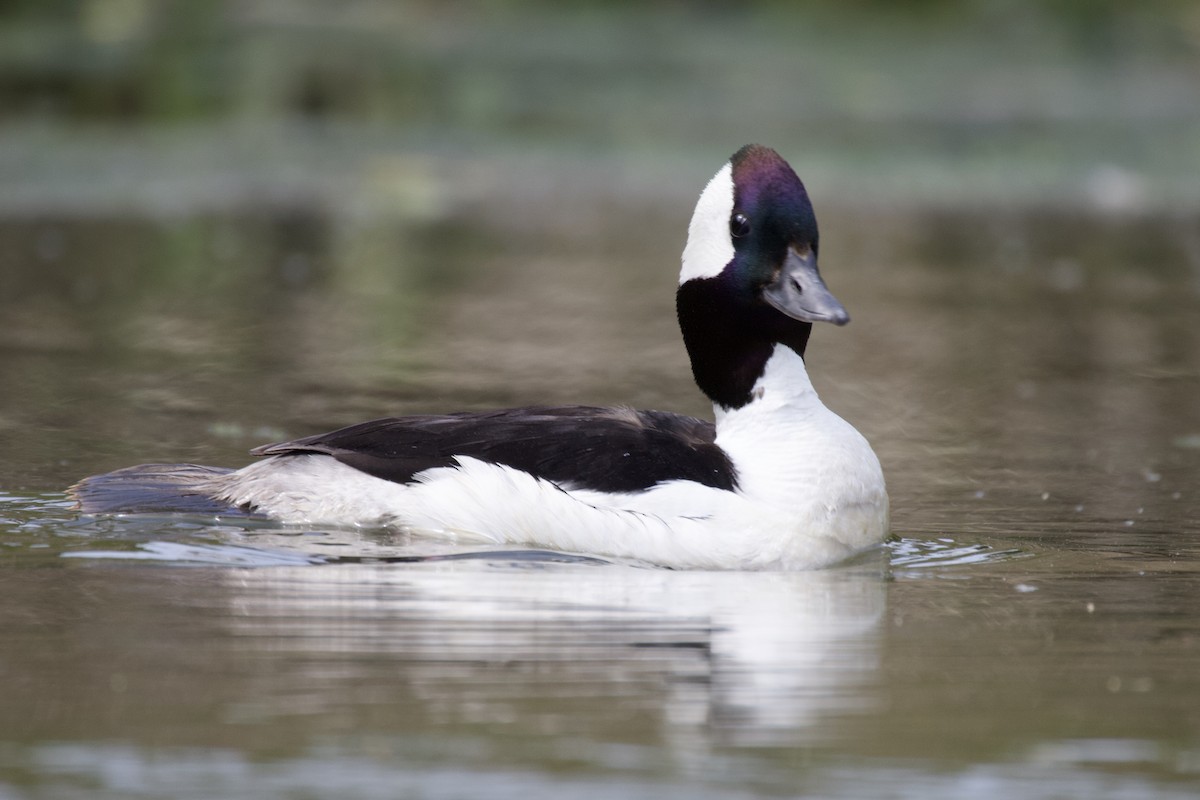 Bufflehead - Frank  Kahr