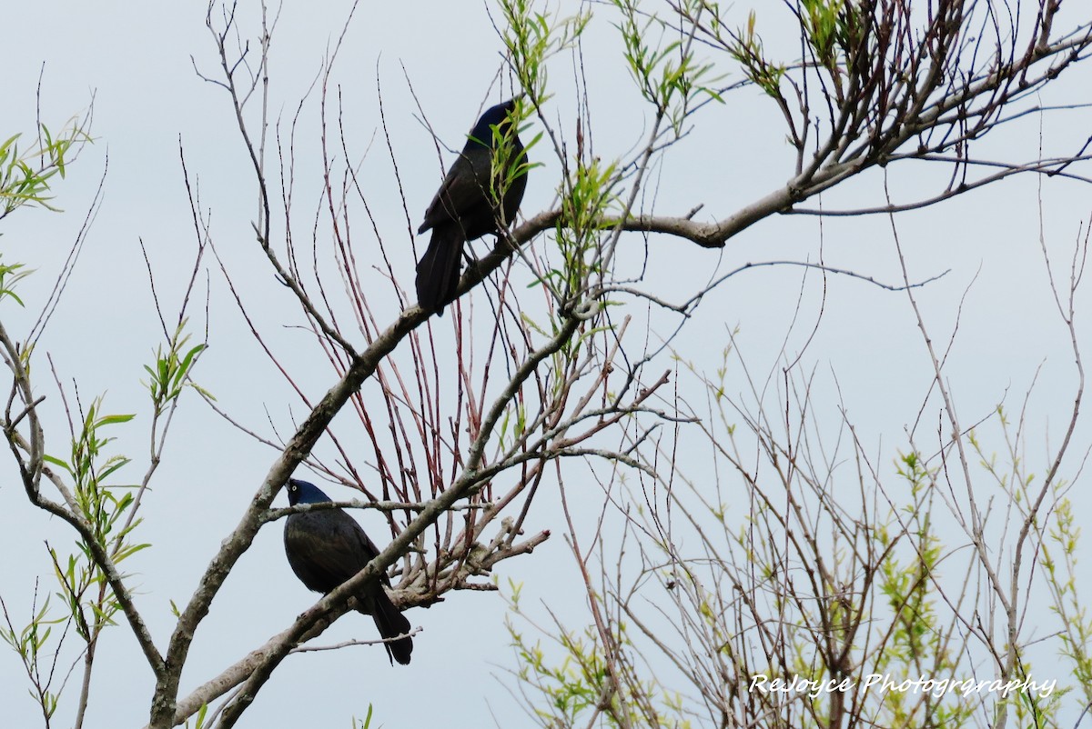 Common Grackle - ML57548071