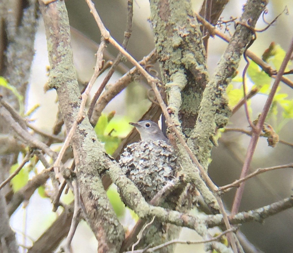 Blue-gray Gnatcatcher - Tim Cornish