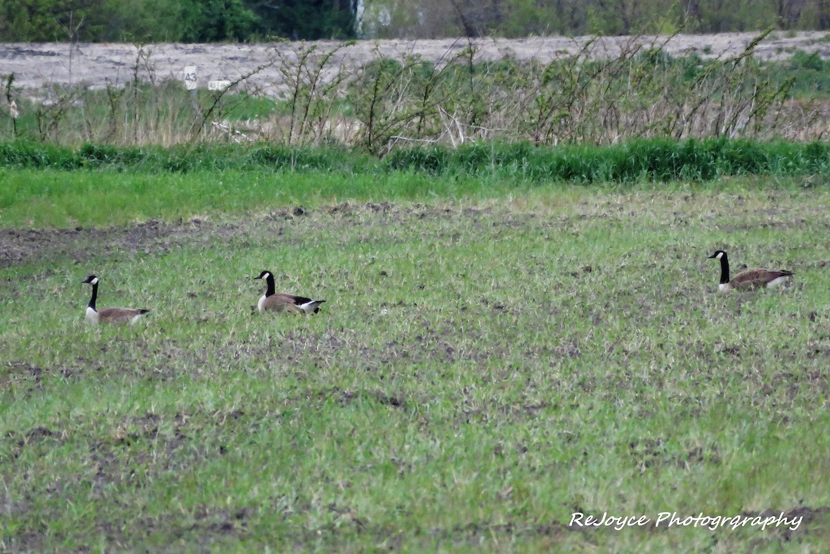 Canada Goose - ML57548191
