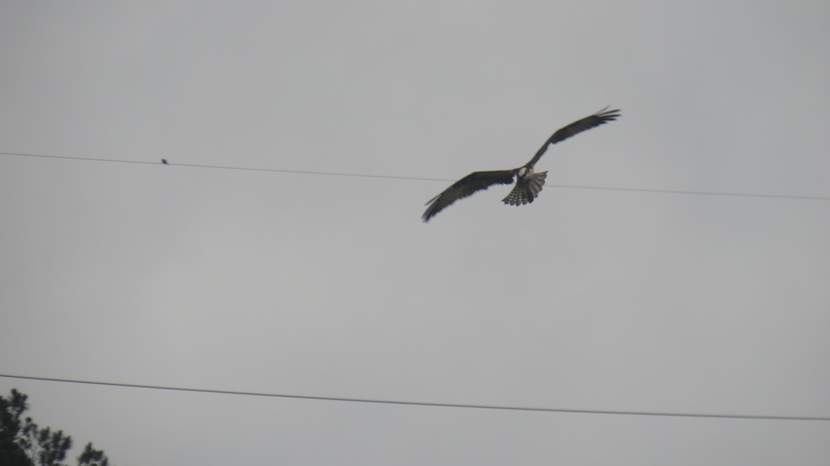 Osprey - ML575483211