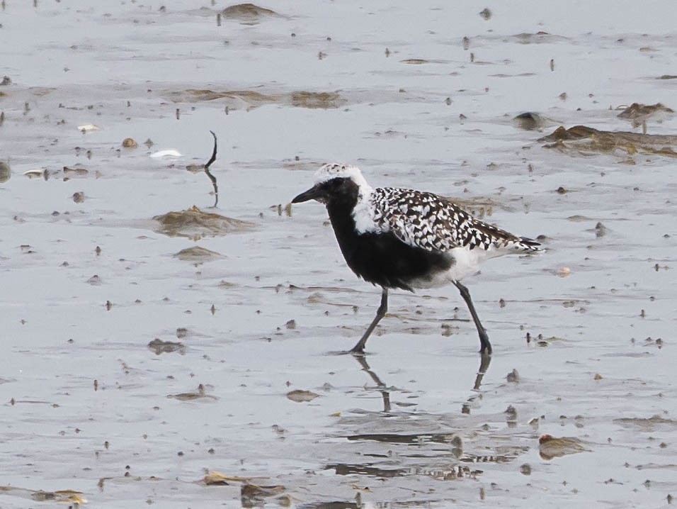 Black-bellied Plover - Natalie Barkhouse-Bishop