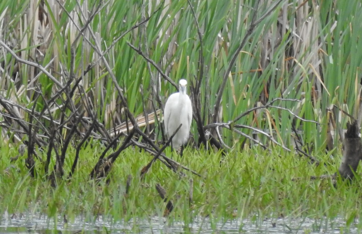 Snowy Egret - ML575484071