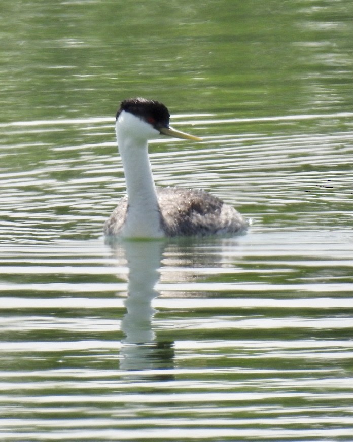 Western Grebe - ML575484131