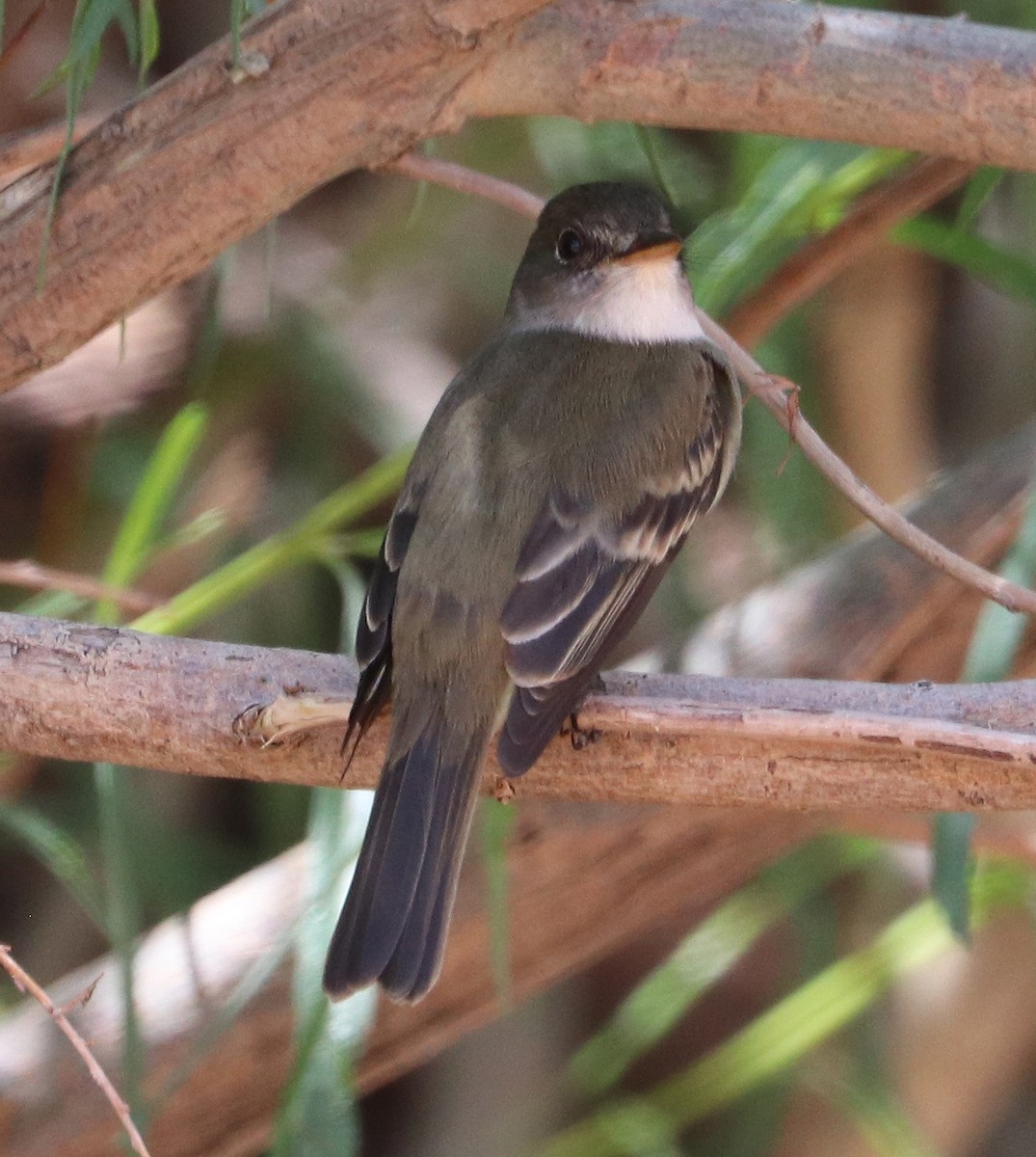 Alder/Willow Flycatcher (Traill's Flycatcher) - Jason Wilder