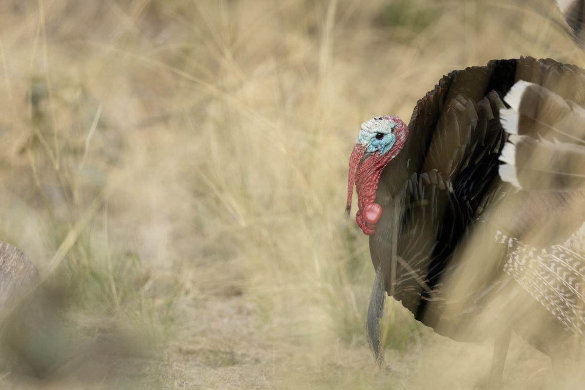 Wild Turkey - ML575485821