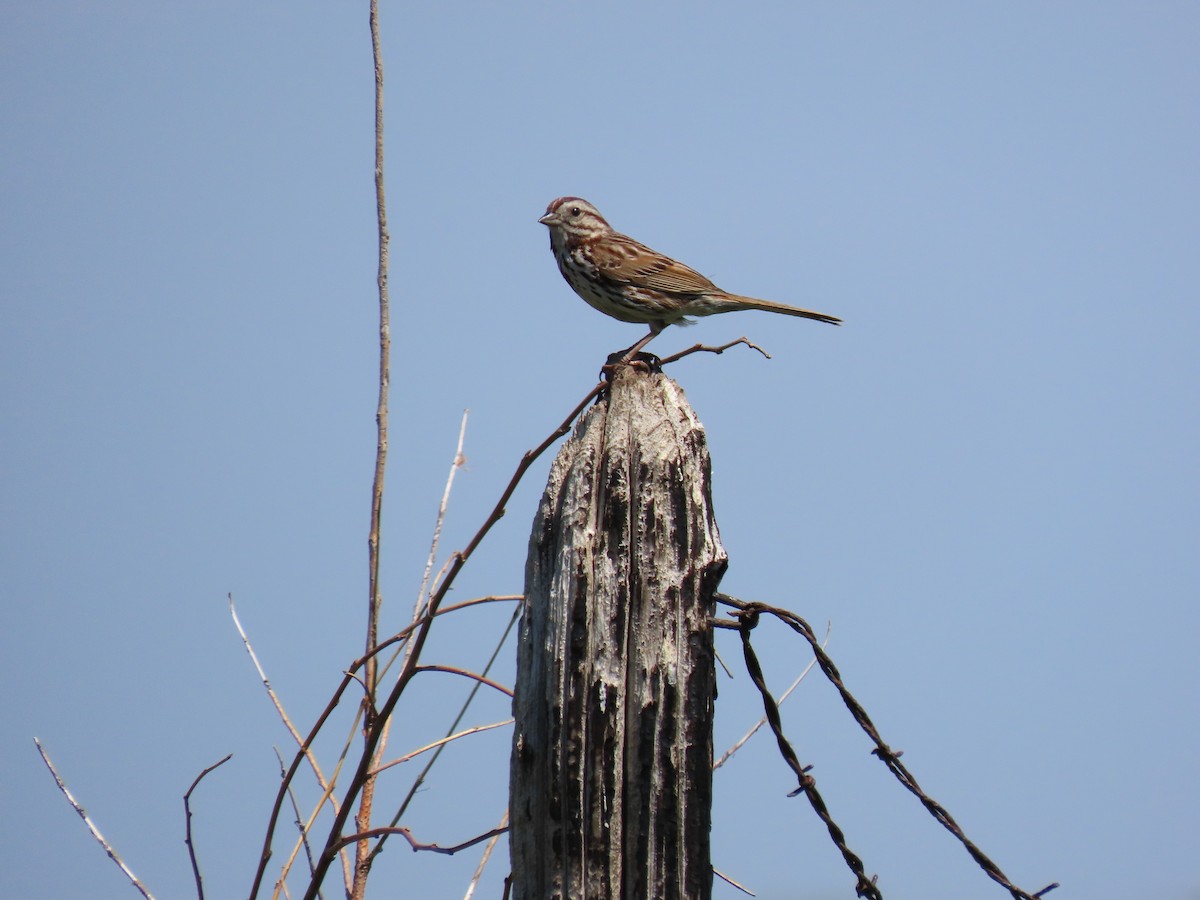 Song Sparrow - ML575485971