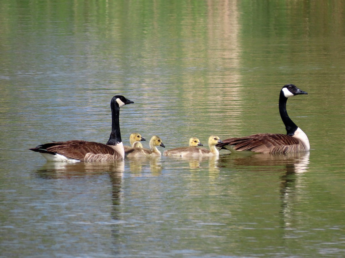 Canada Goose - ML575486501
