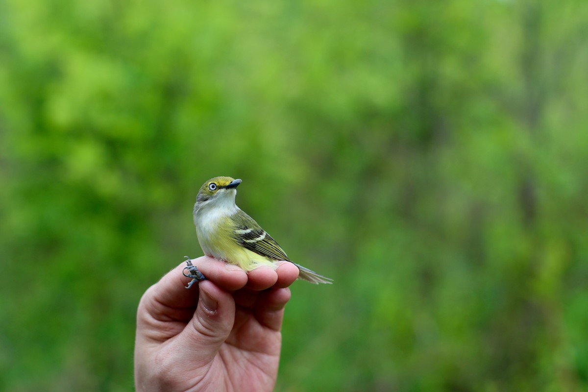 White-eyed Vireo - ML575486701