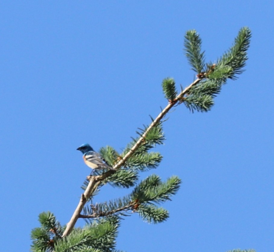 Lazuli Bunting - ML575486901