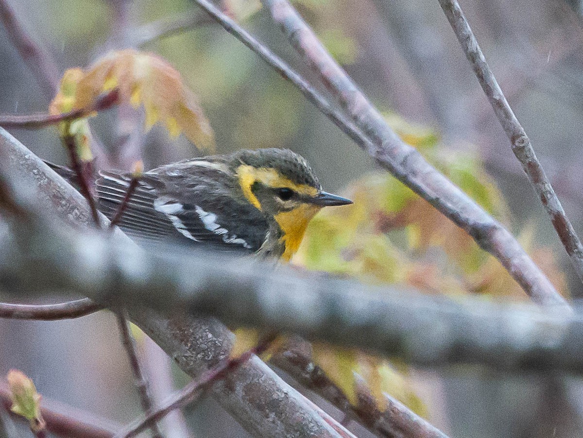 Blackburnian Warbler - ML575487601