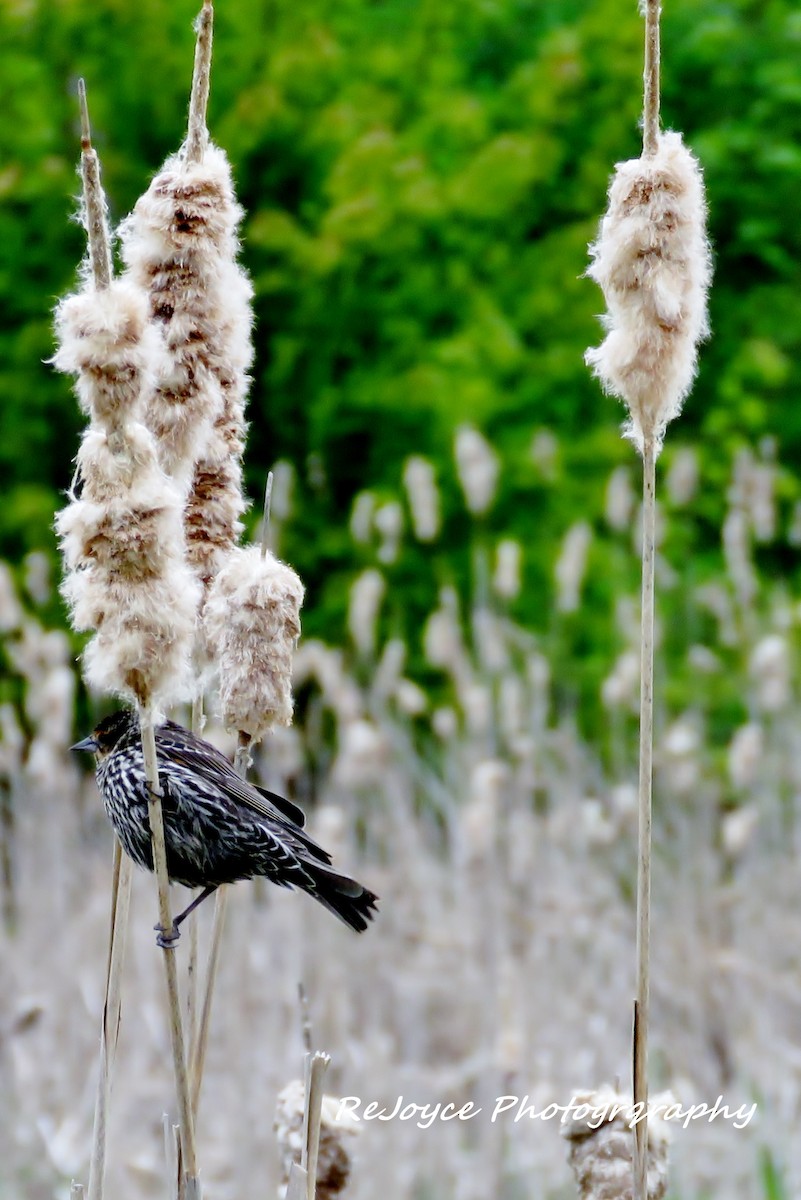 Red-winged Blackbird - ML57548841