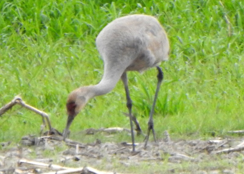 Sandhill Crane - ML575488461