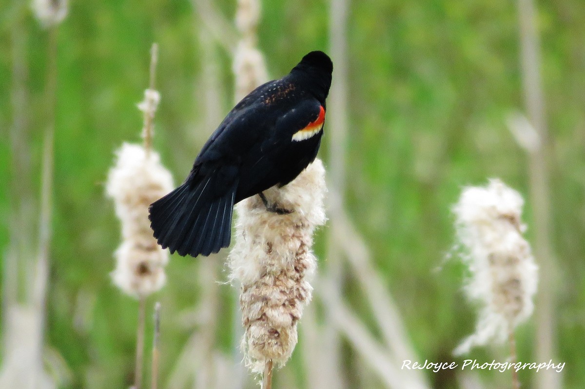 Red-winged Blackbird - ML57548851