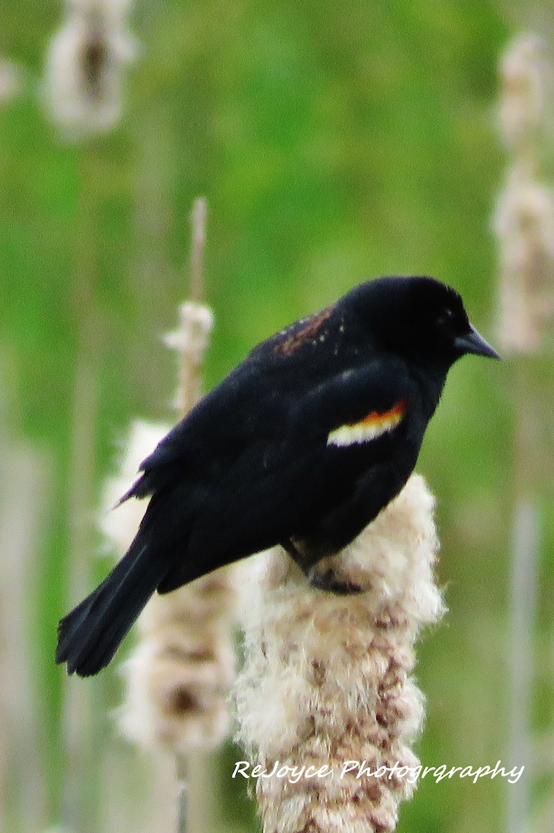 Red-winged Blackbird - ML57548861