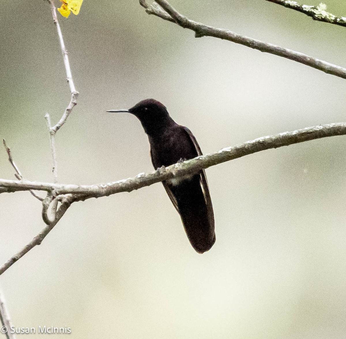 kolibřík mourovatý - ML575488751