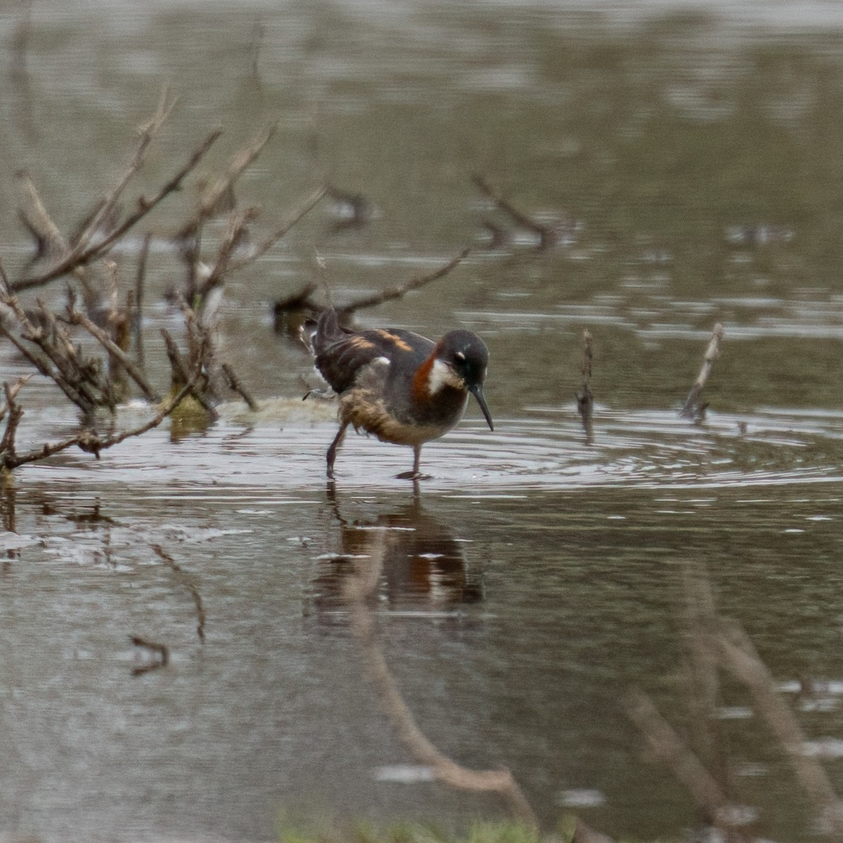 Red-necked Phalarope - ML575488831