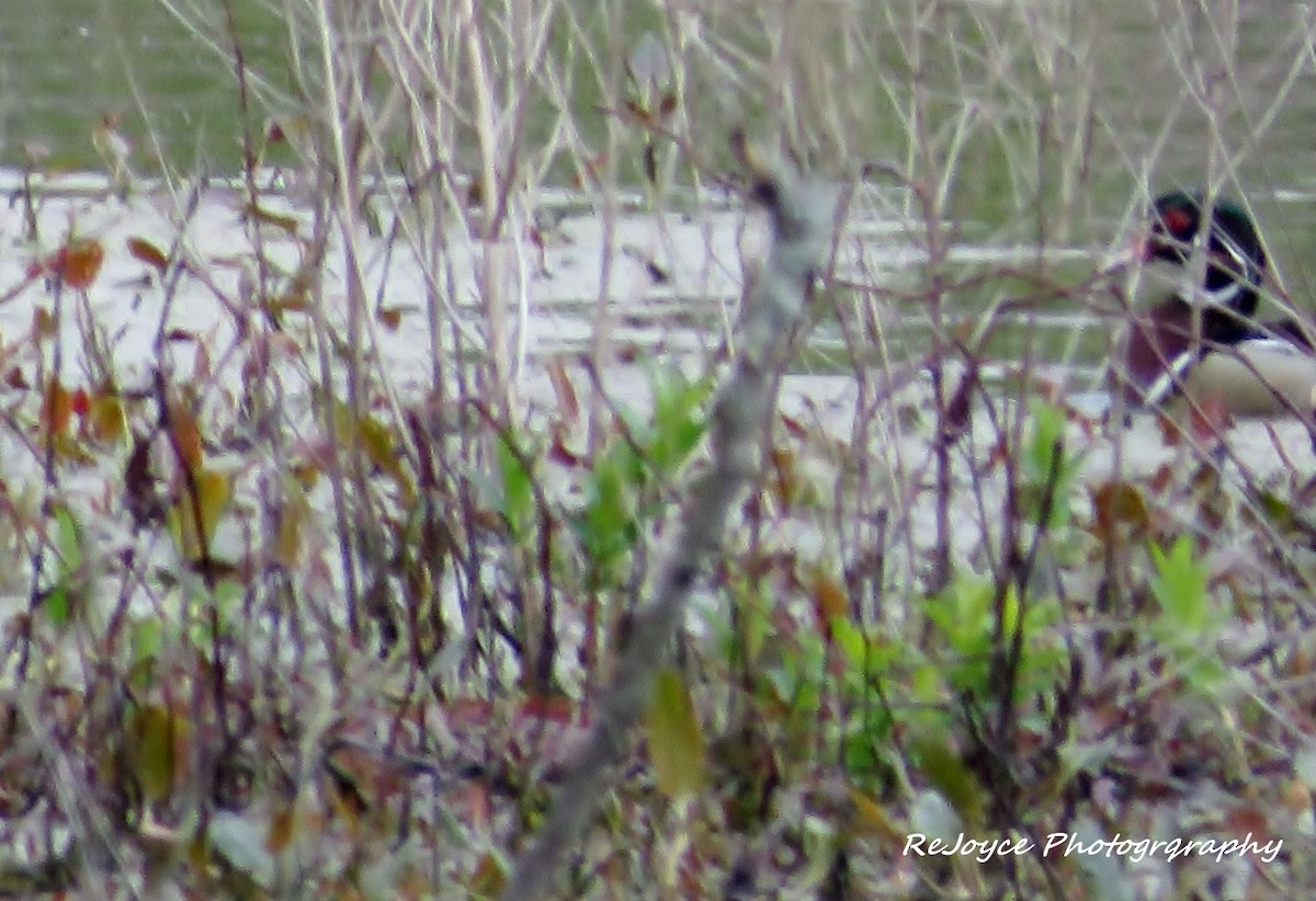Wood Duck - ML57548921