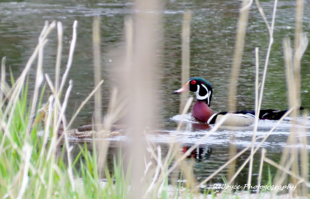 Wood Duck - ML57548941