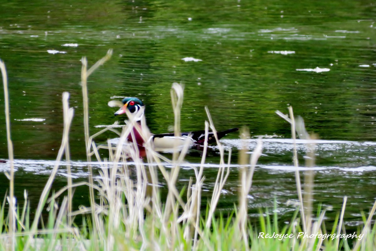 Wood Duck - ML57548951