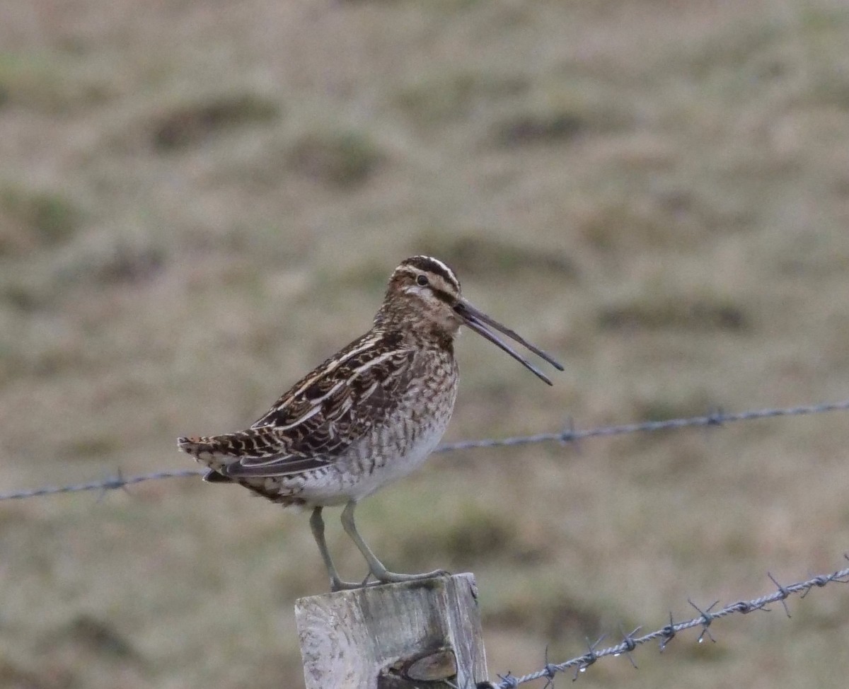 Common Snipe - ML575489951