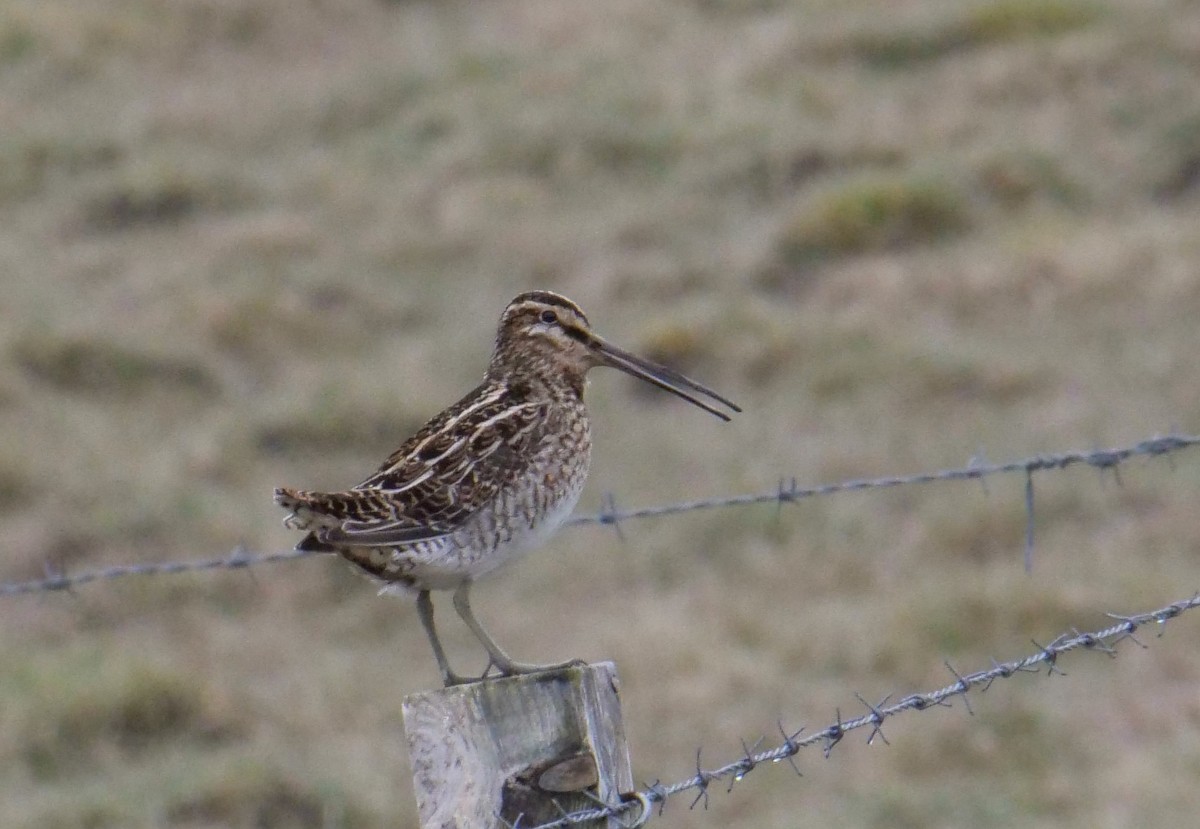 Common Snipe - ML575490061