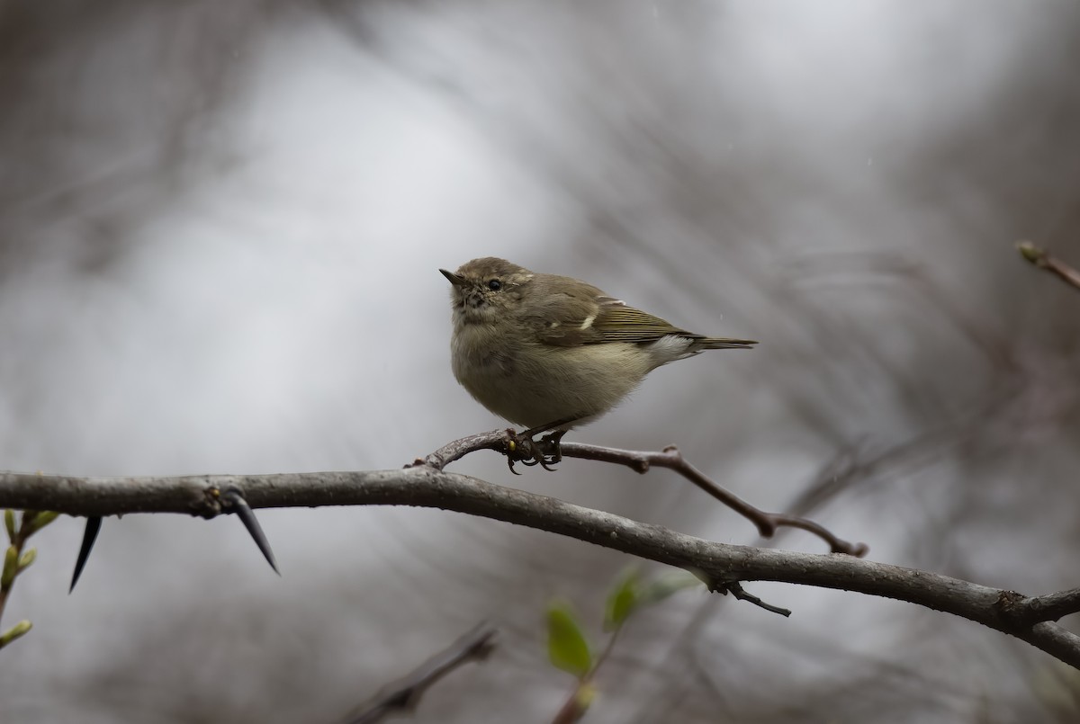 Hume's Warbler - ML575490911