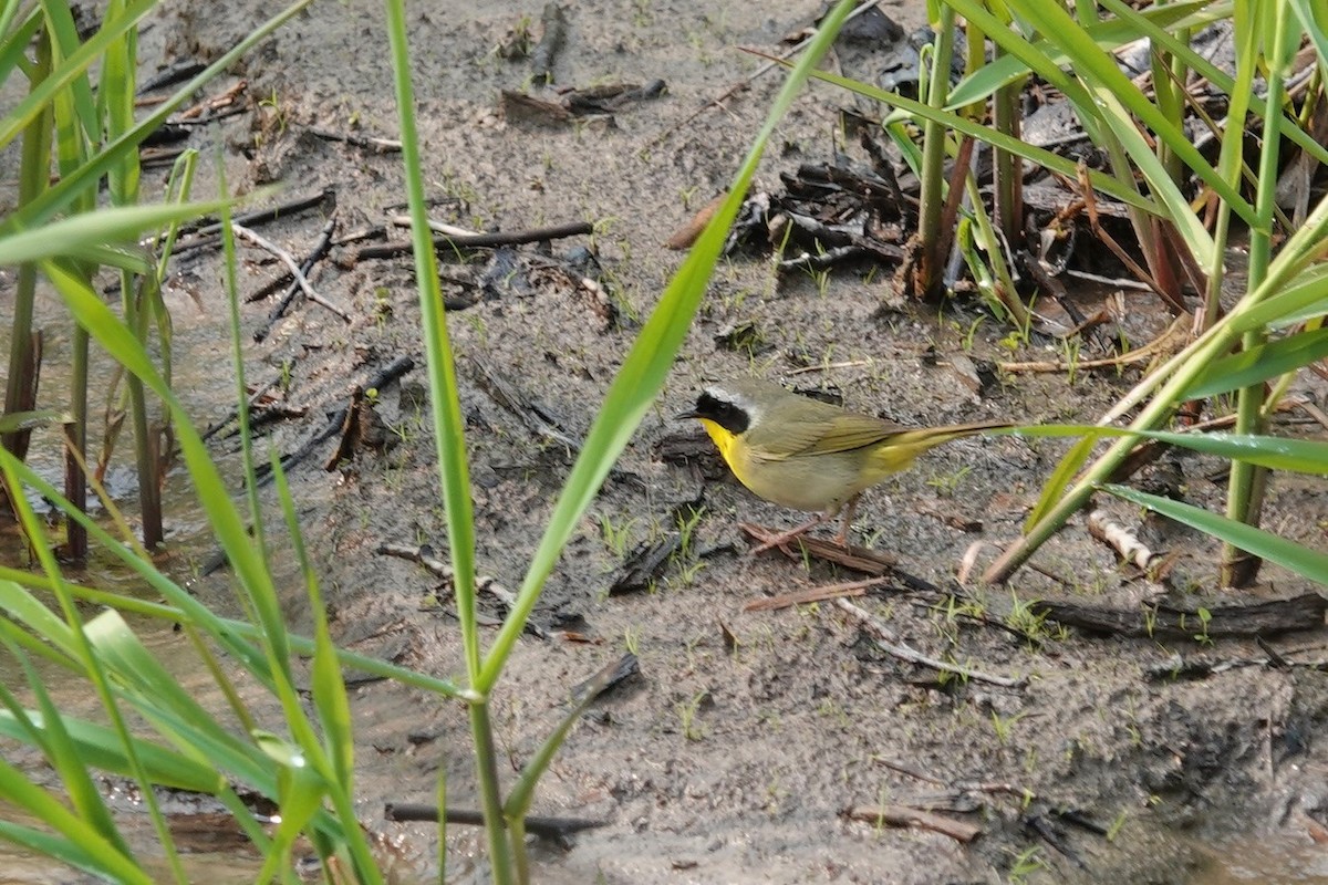 Paruline masquée - ML575491131