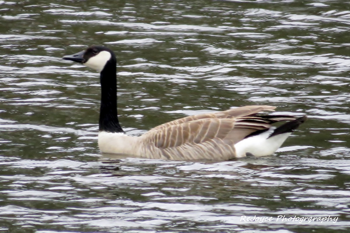 Canada Goose - ML57549121