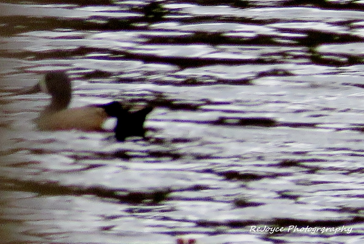 Blue-winged Teal - ML57549211