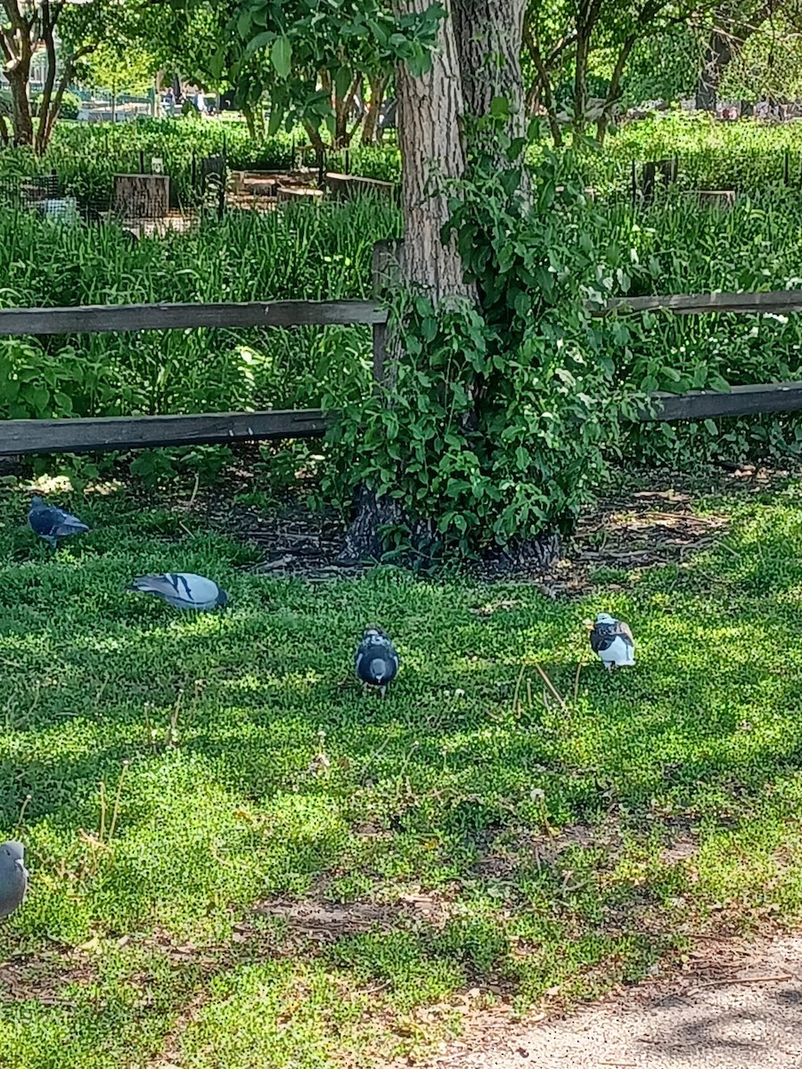 Rock Pigeon (Feral Pigeon) - ML575492131