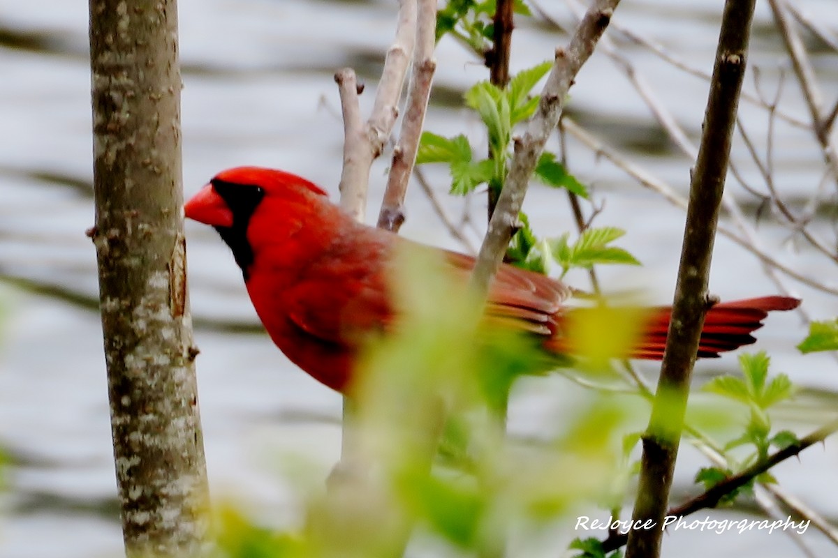 Northern Cardinal - ML57549231