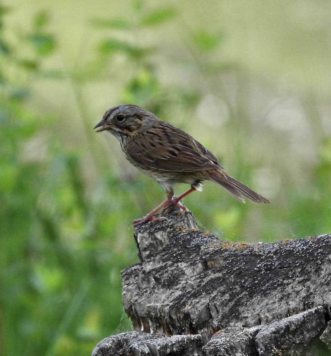 Lincoln's Sparrow - ML575492521