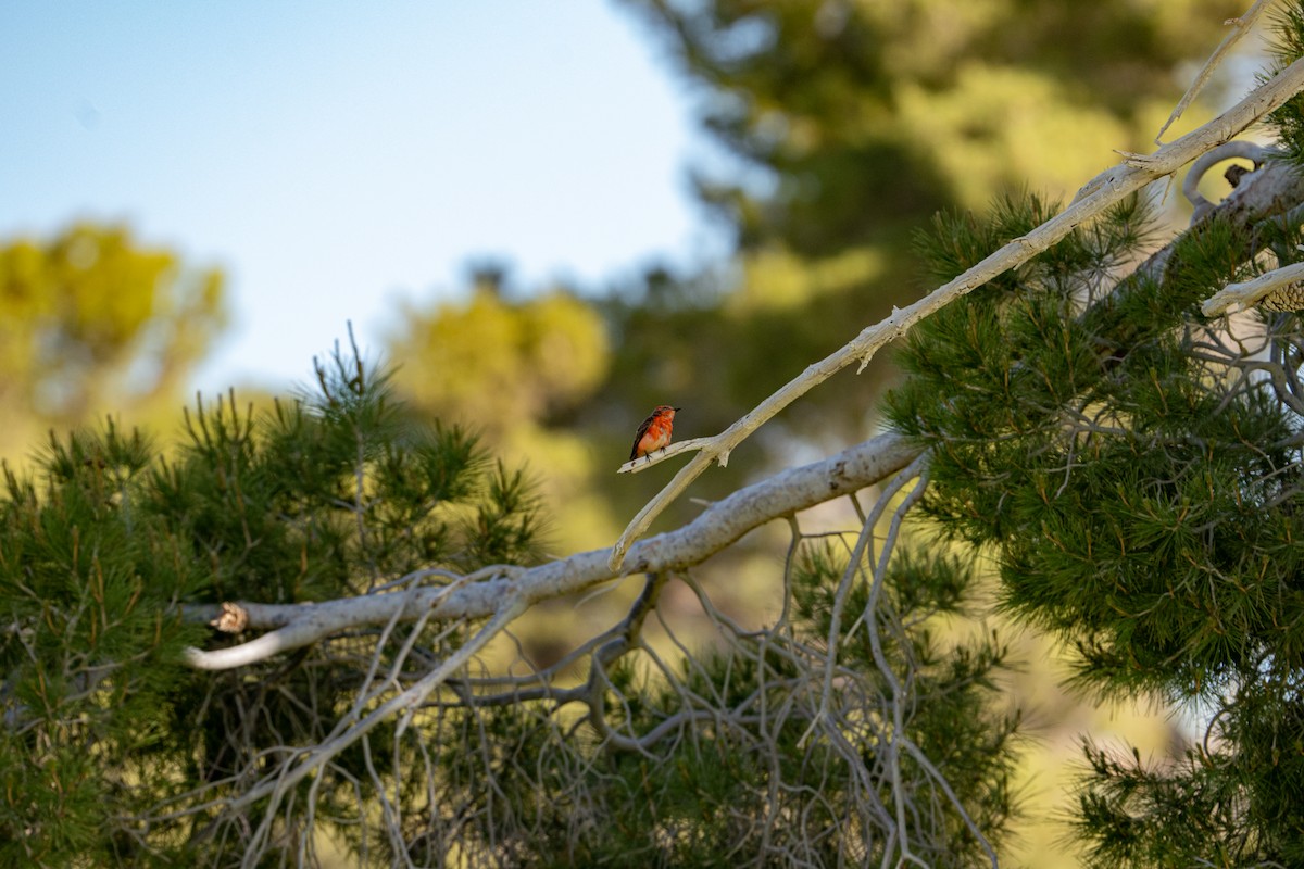 Vermilion Flycatcher - ML575492931