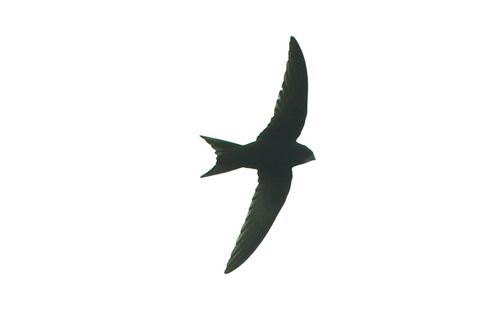 Common Swift - ML575493001