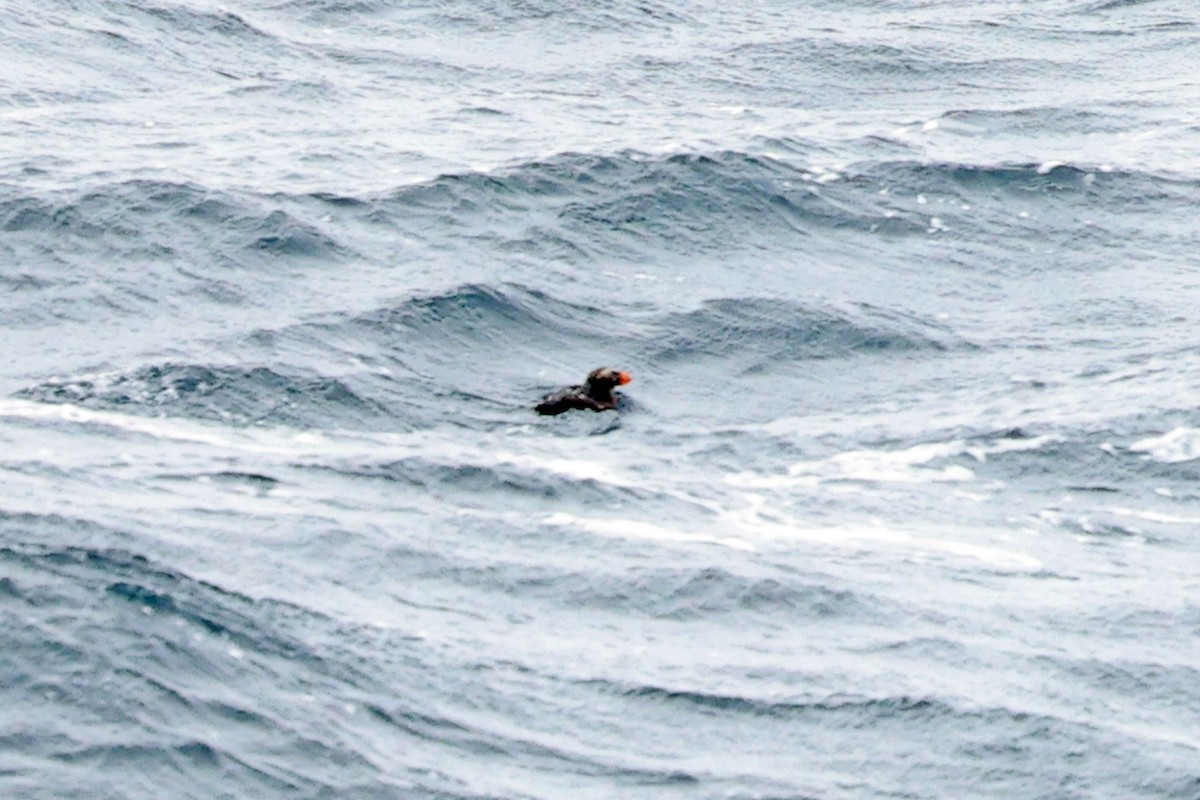 Tufted Puffin - ML575493151