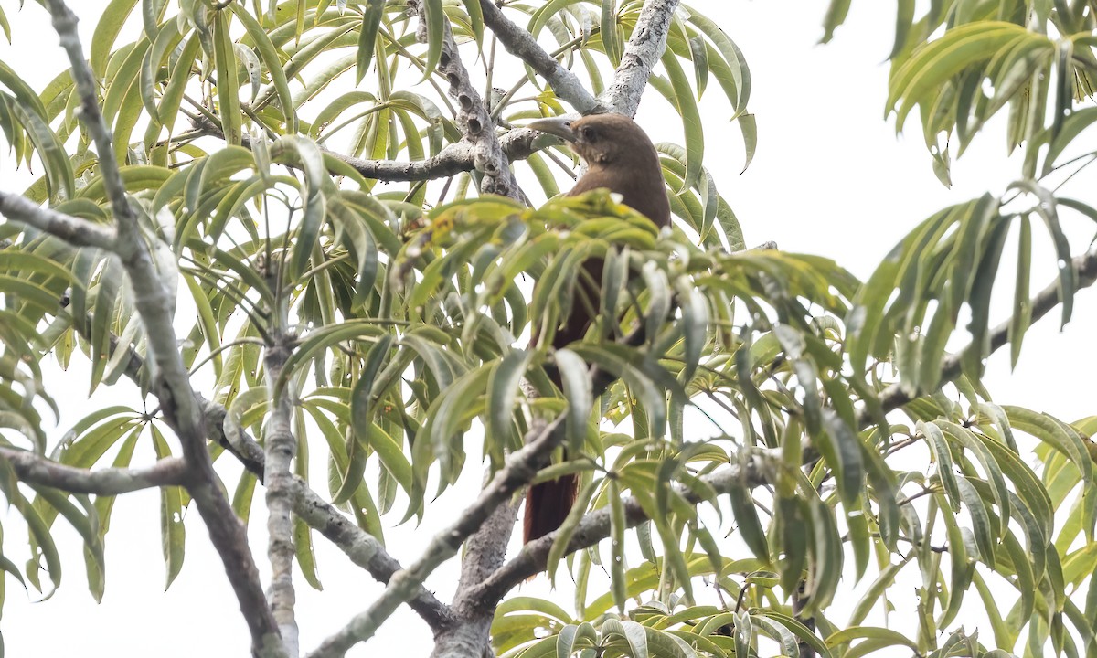 Cinnamon-throated Woodcreeper (devillei) - ML575493801