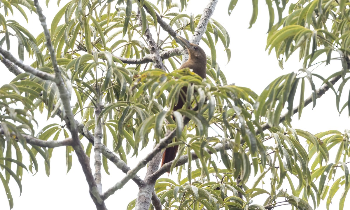 Cinnamon-throated Woodcreeper (devillei) - ML575493831