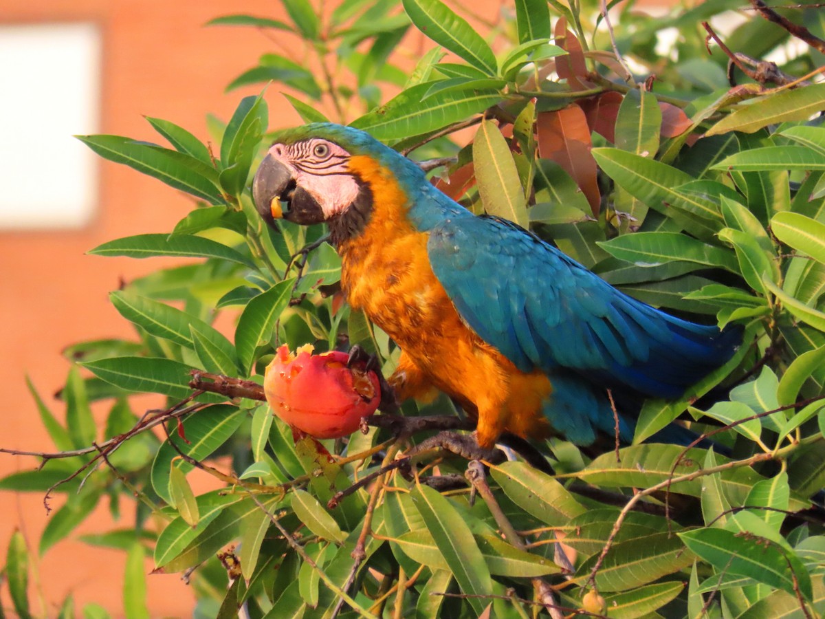 Blue-and-yellow Macaw - ML575494131