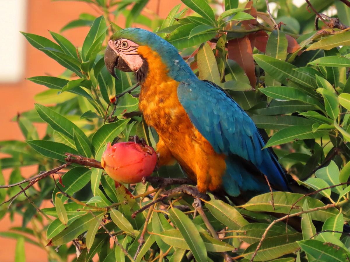 Blue-and-yellow Macaw - ML575494161