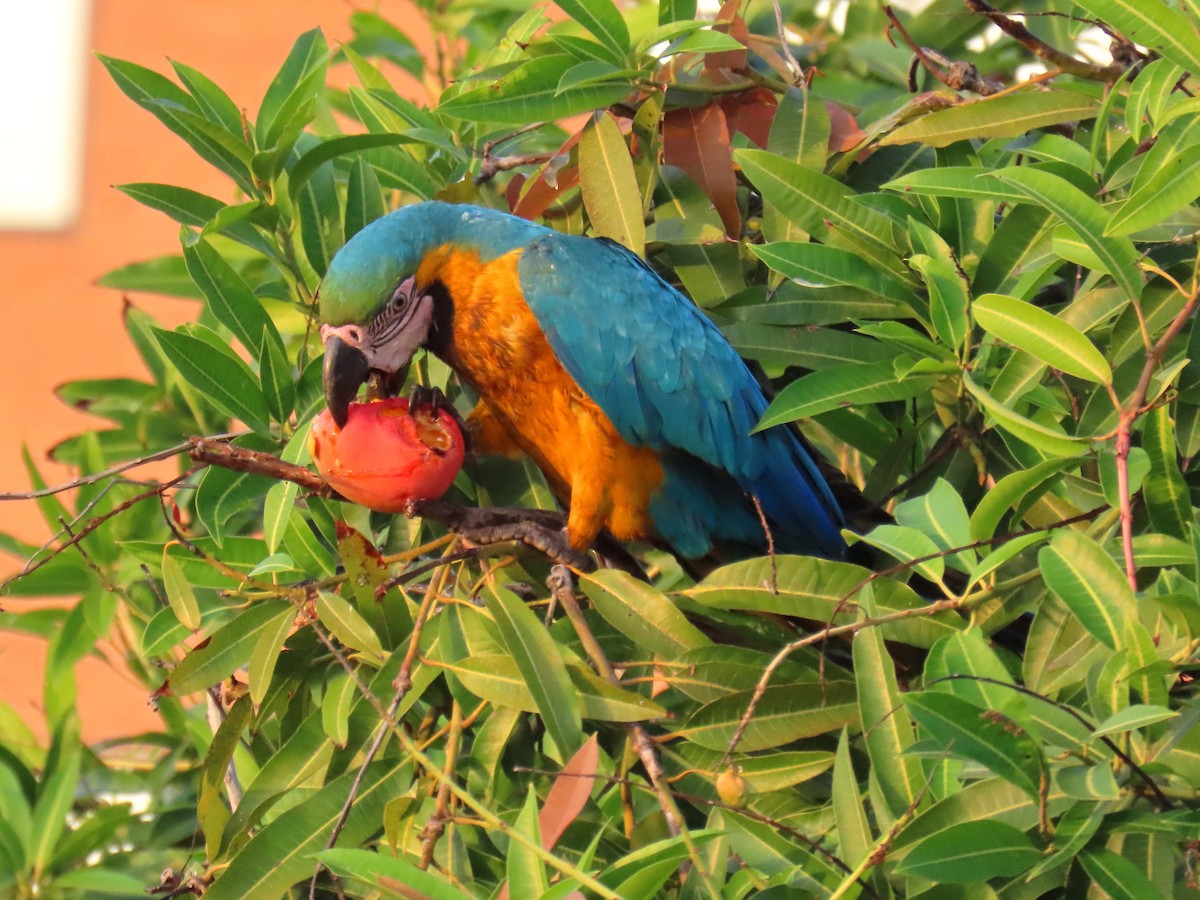 Blue-and-yellow Macaw - ML575494181