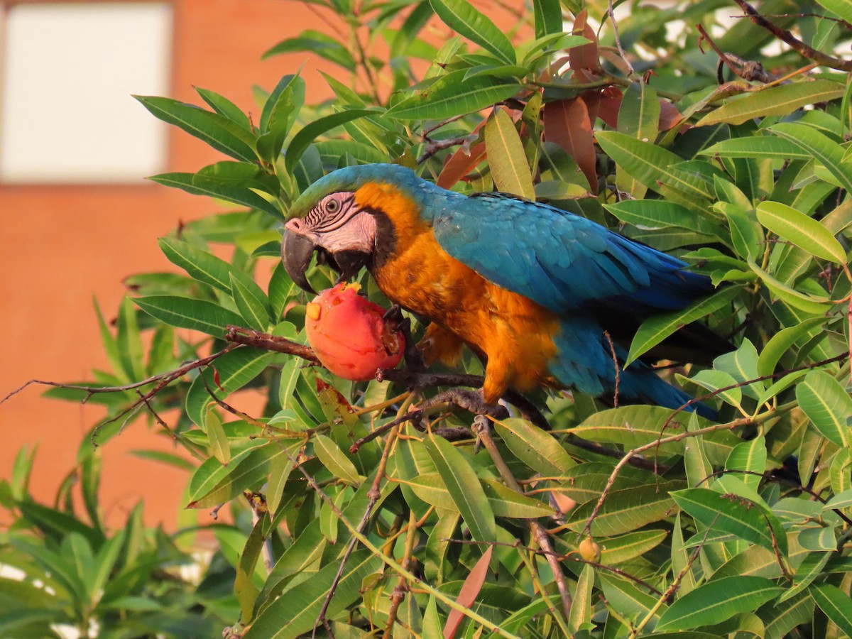 Blue-and-yellow Macaw - ML575494231