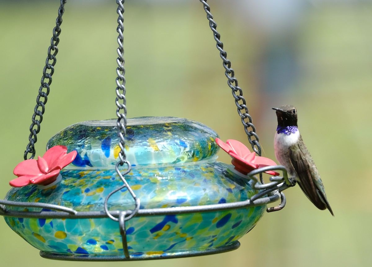 Black-chinned Hummingbird - Maggie Ryan