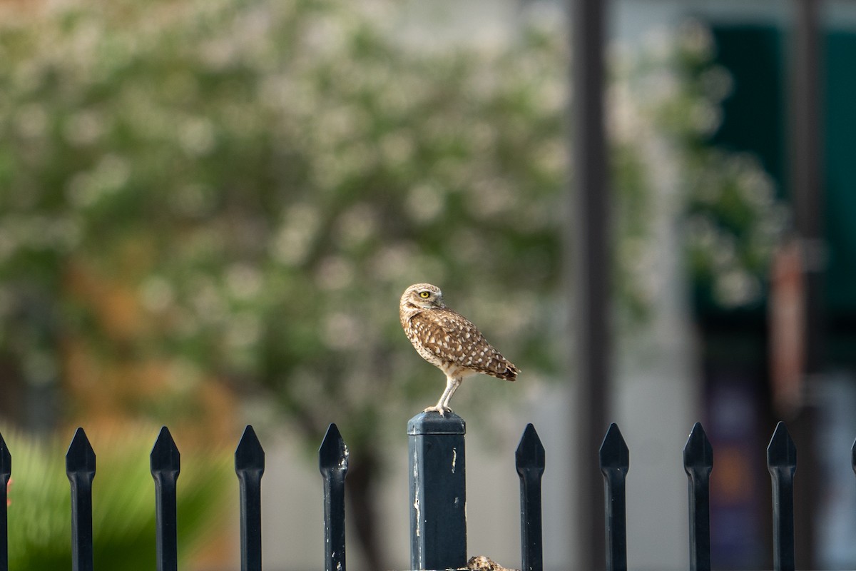 Burrowing Owl - ML575495531