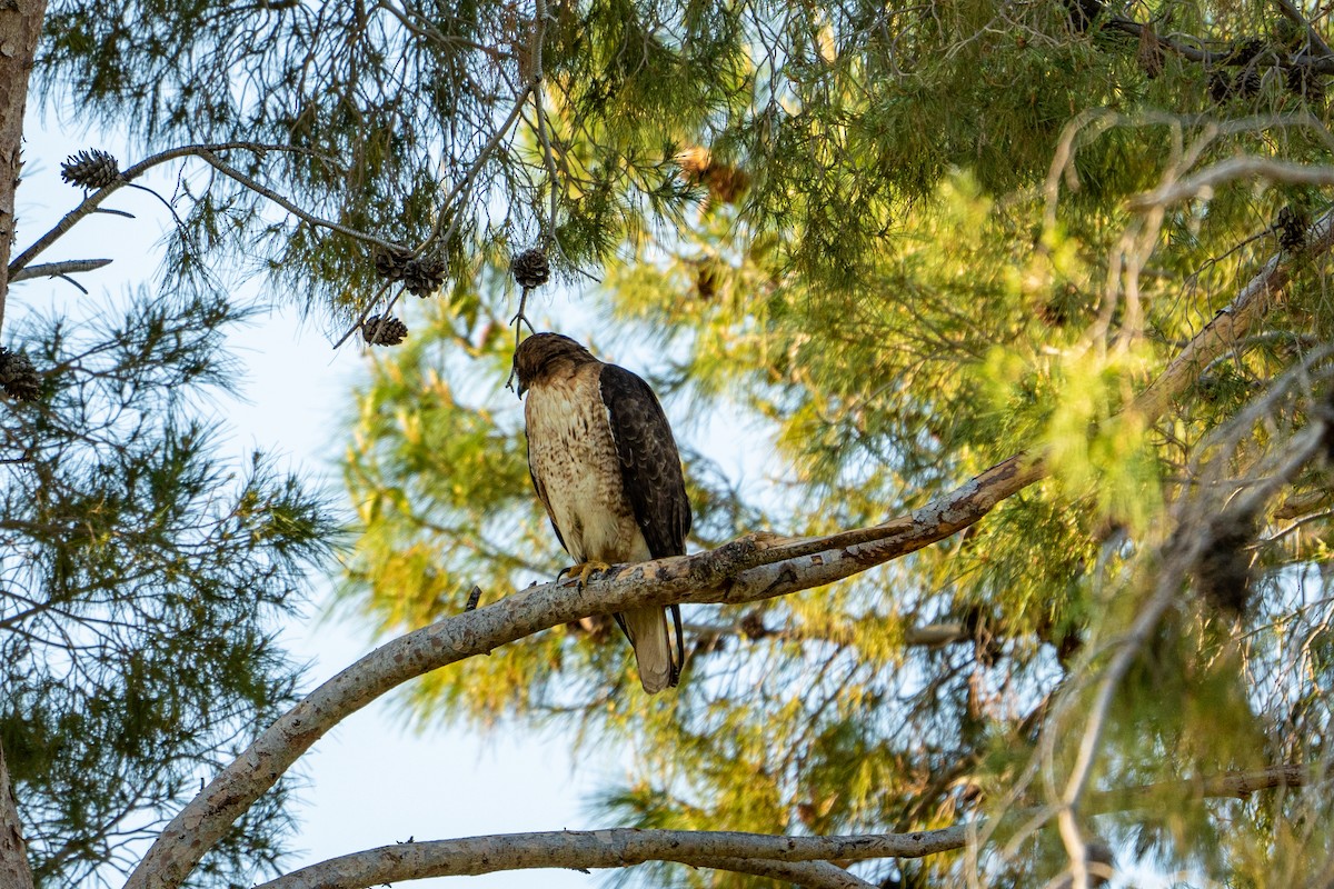 Red-tailed Hawk - ML575495661
