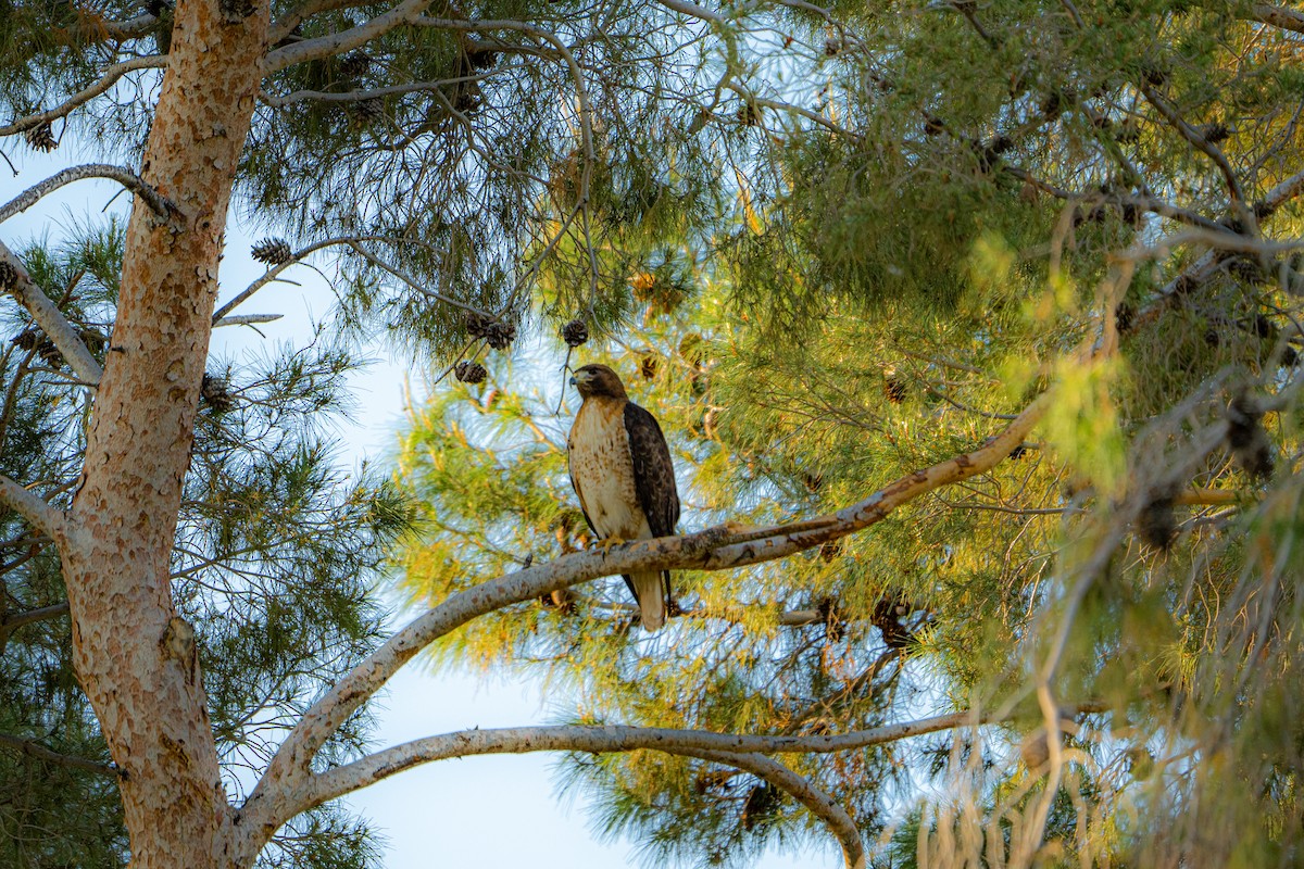 Red-tailed Hawk - ML575495671